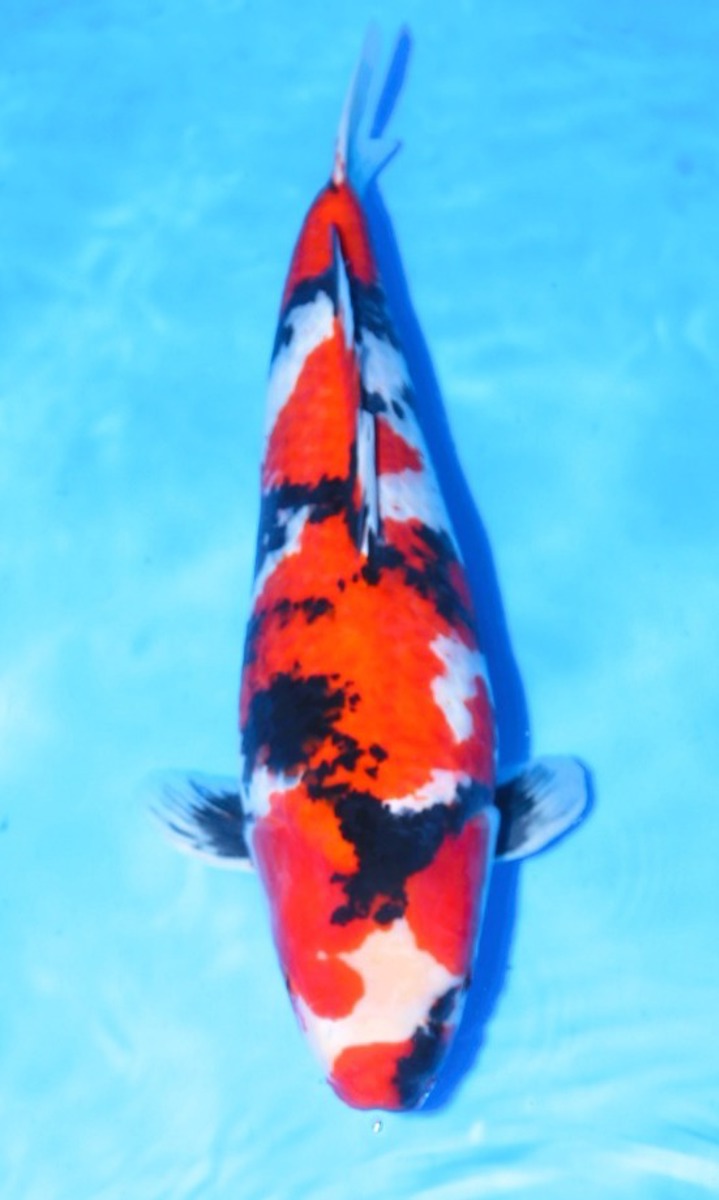 Koi picture