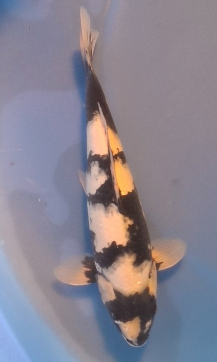 Koi picture