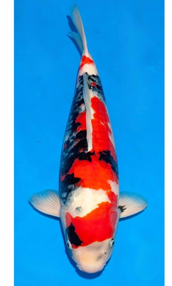 Koi picture