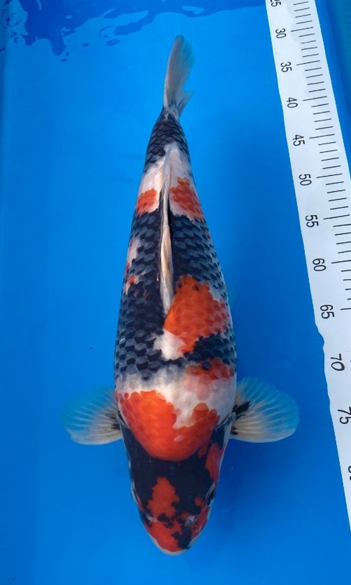 Koi picture