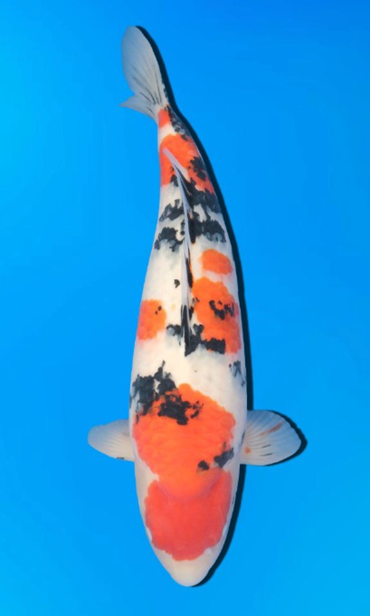 Koi picture
