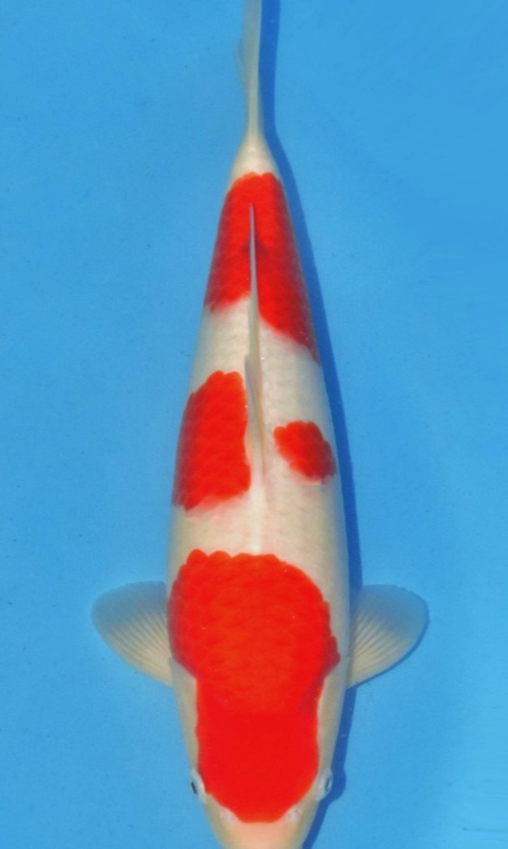 Koi picture