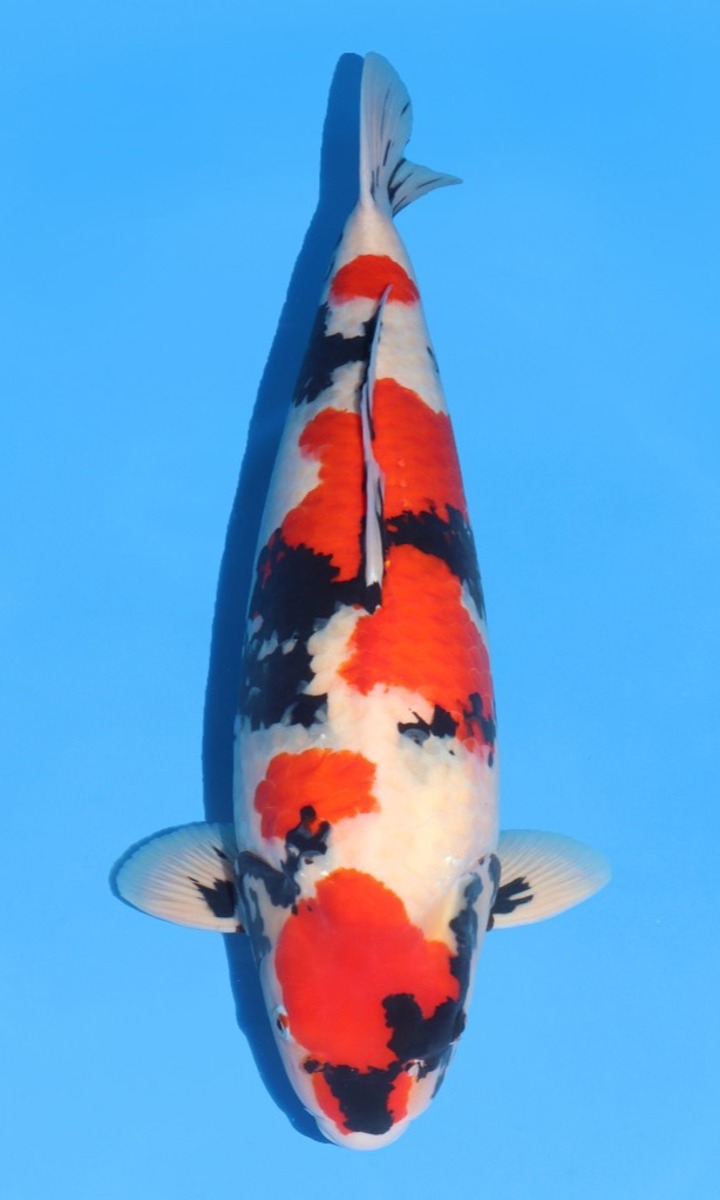 Koi picture