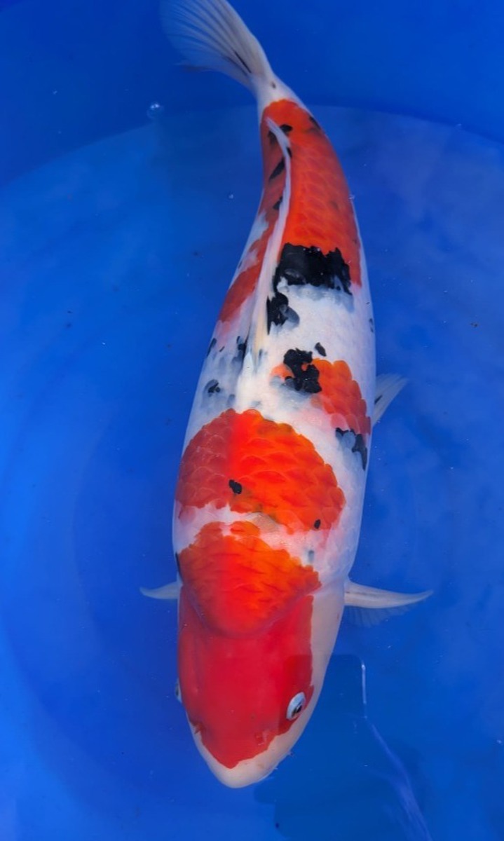 Koi picture
