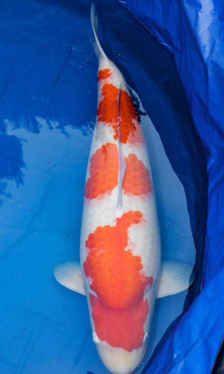 Koi picture