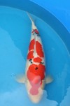 Koi