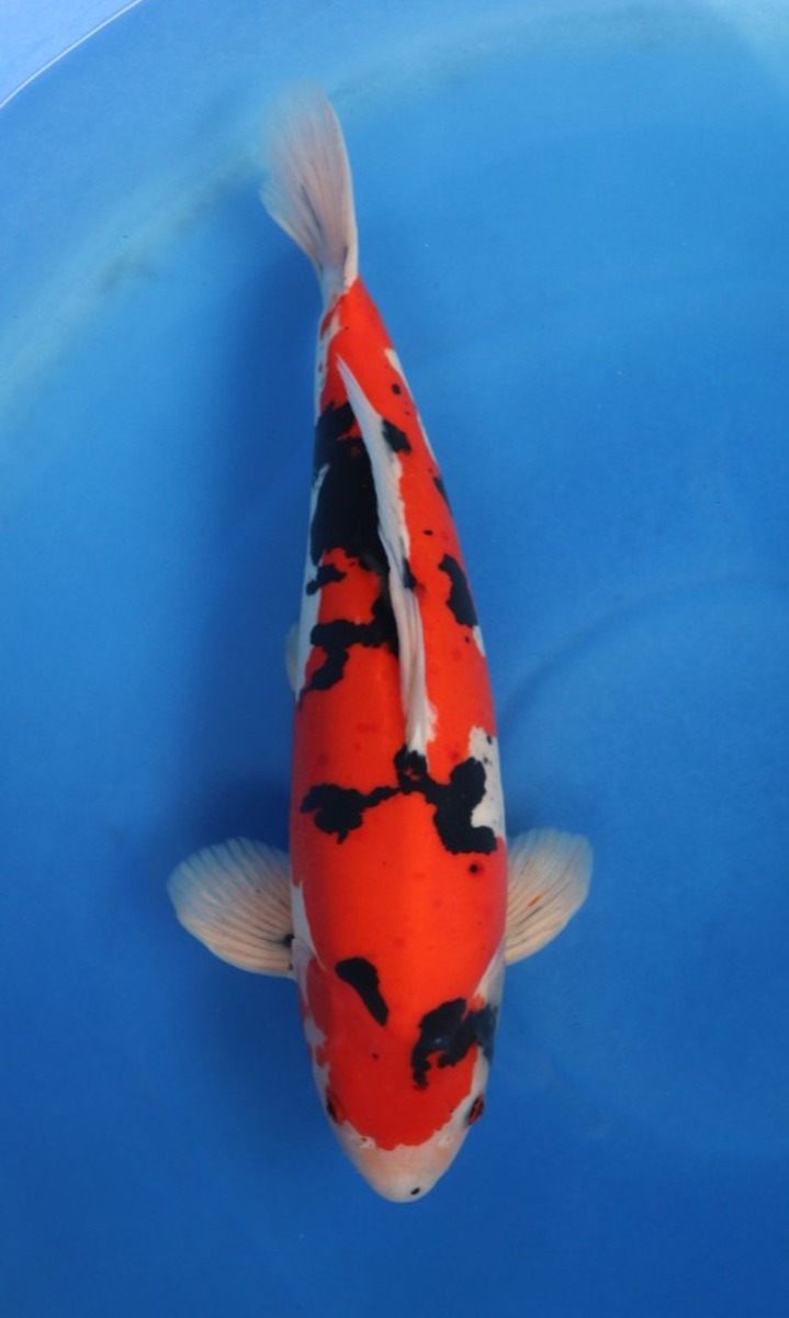 Koi picture