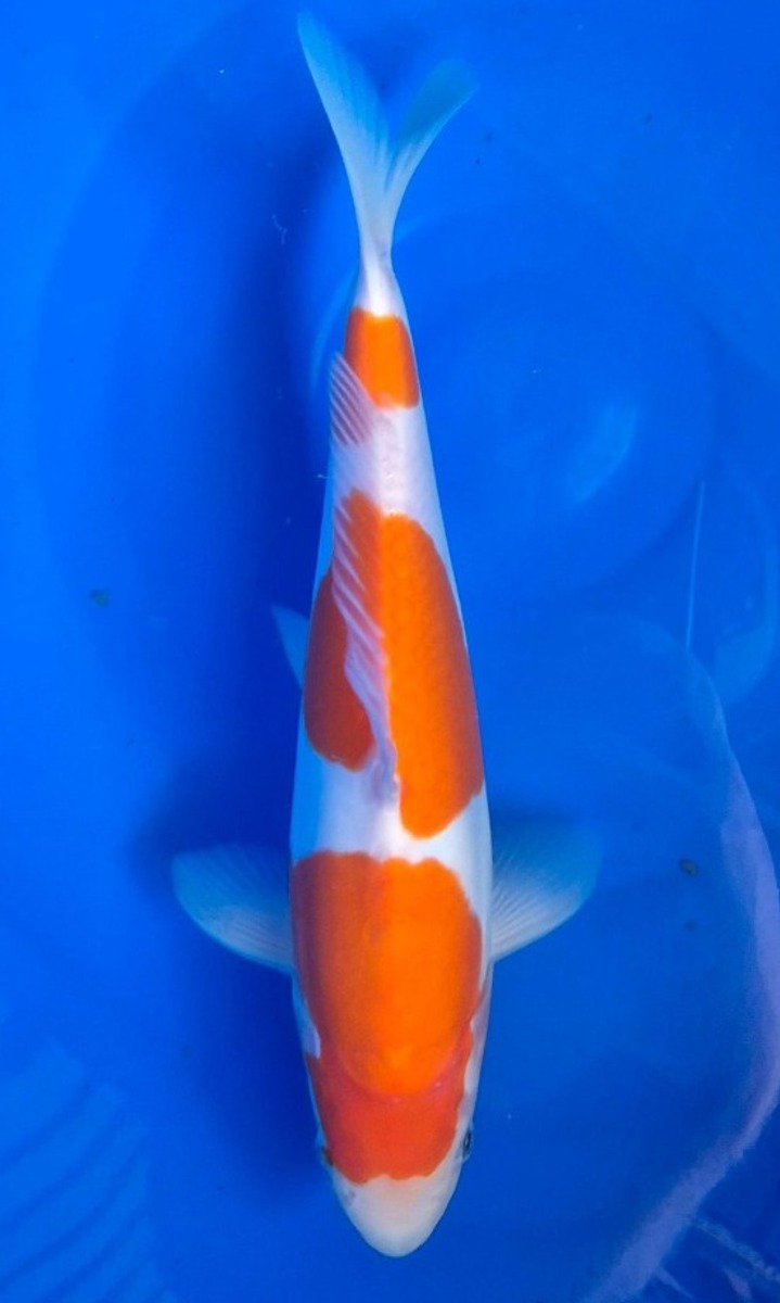 Koi picture