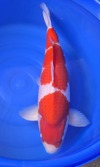 Koi
