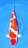 Koi