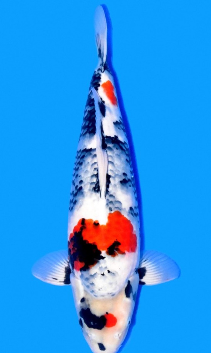 Koi picture
