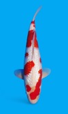 Koi