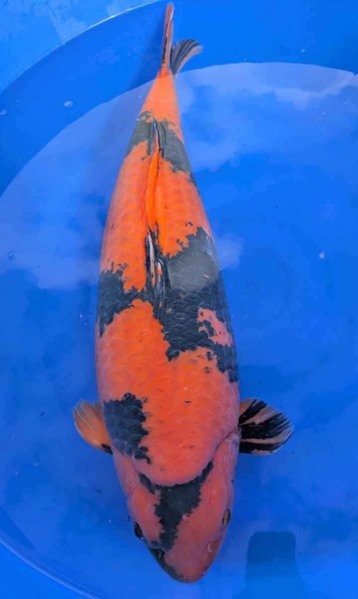 Koi picture