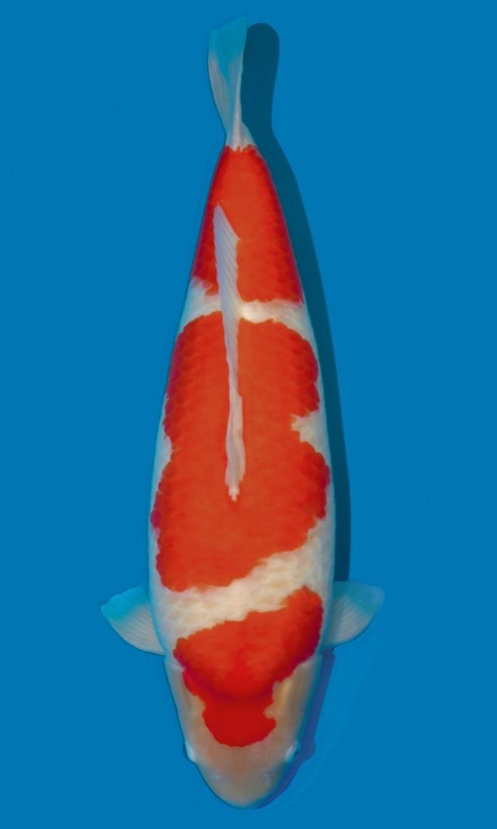 Koi picture