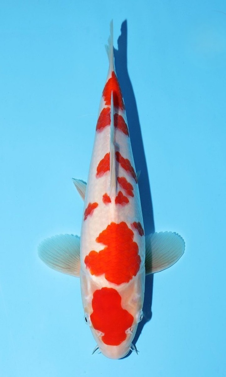 Koi picture