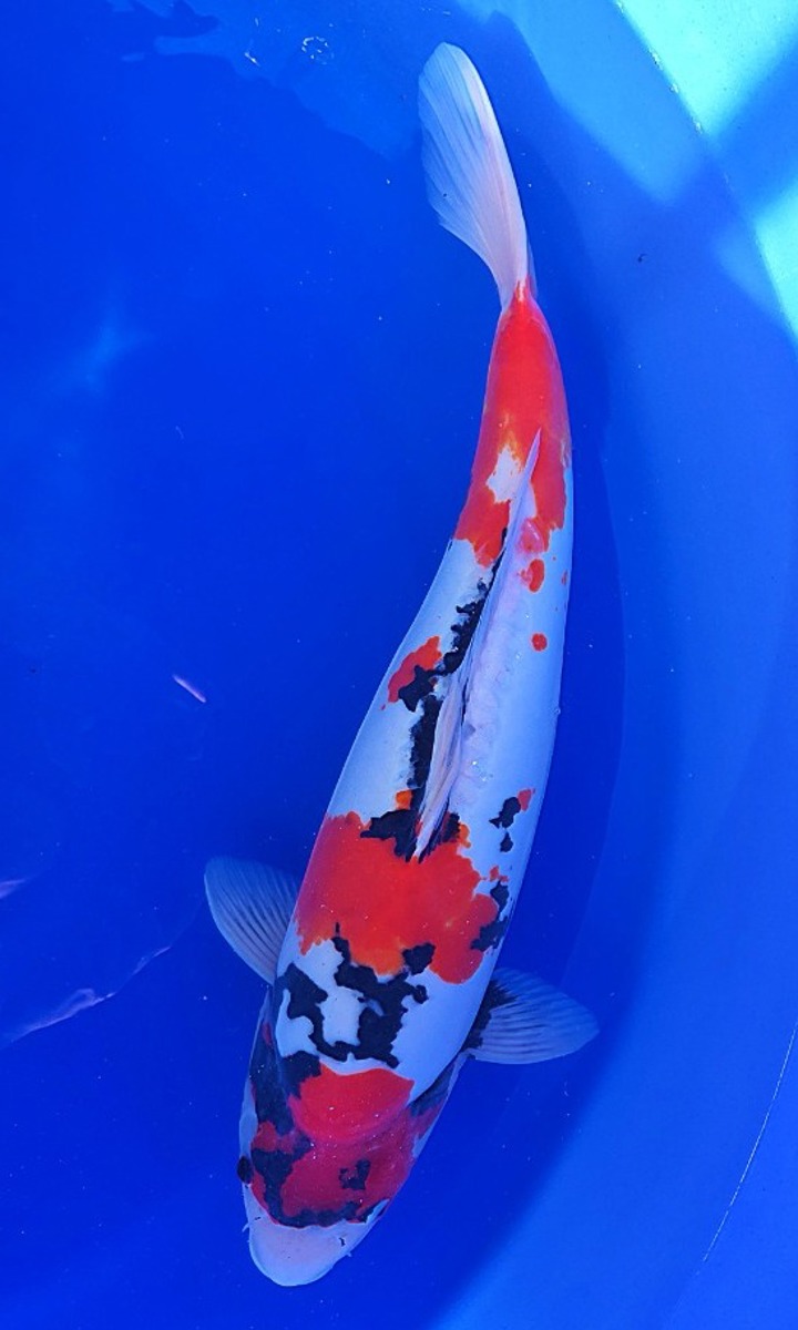 Koi picture