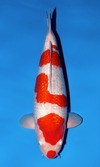 Koi