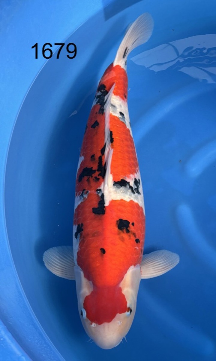 Koi picture