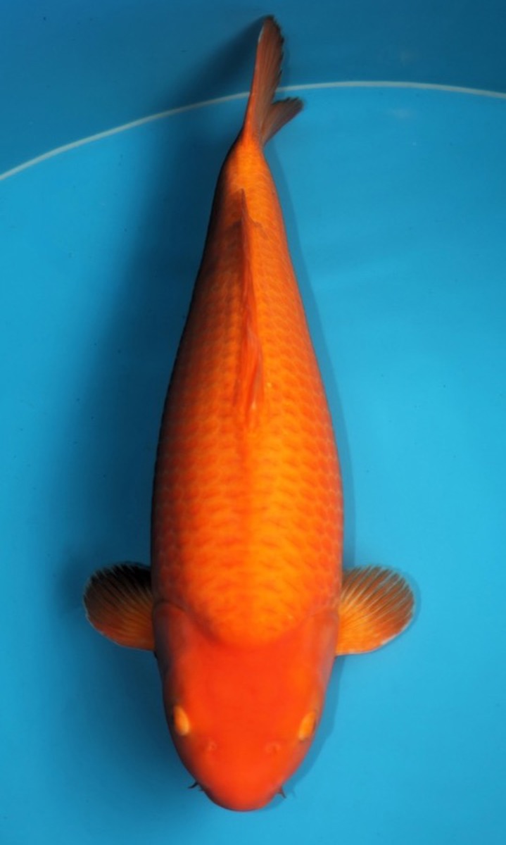 Koi picture