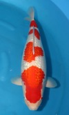 Koi