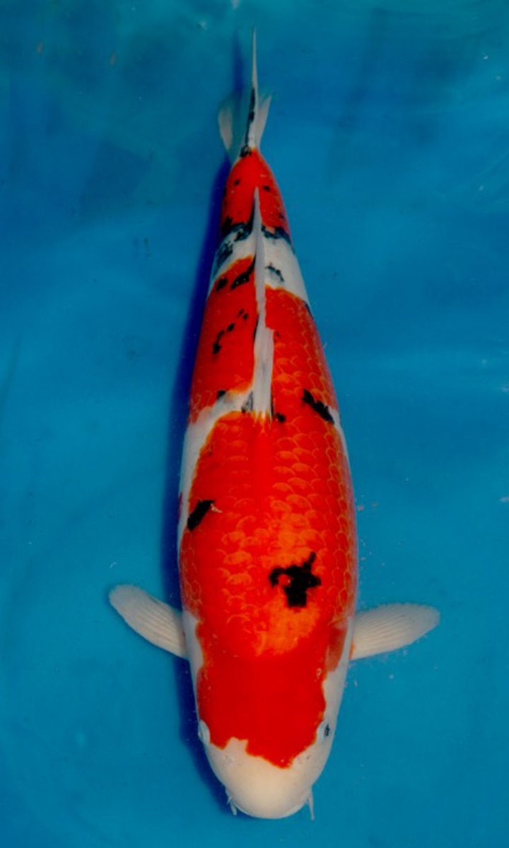 Koi picture