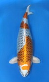 Koi
