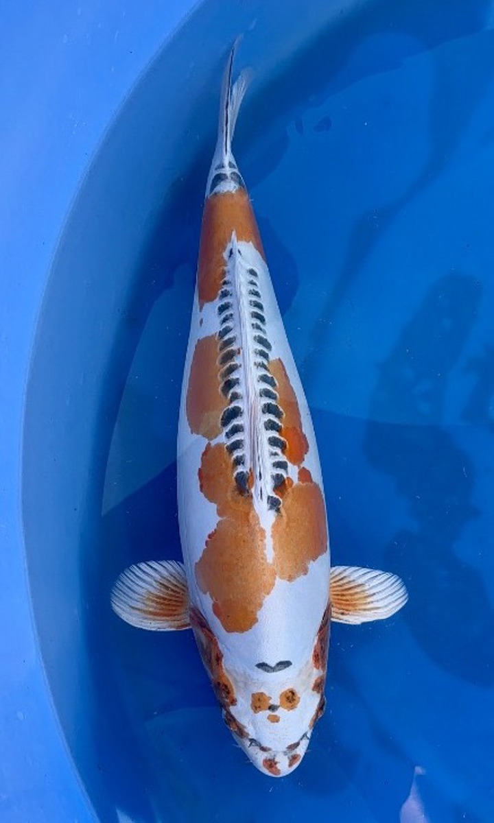 Koi picture