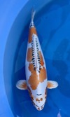 Koi