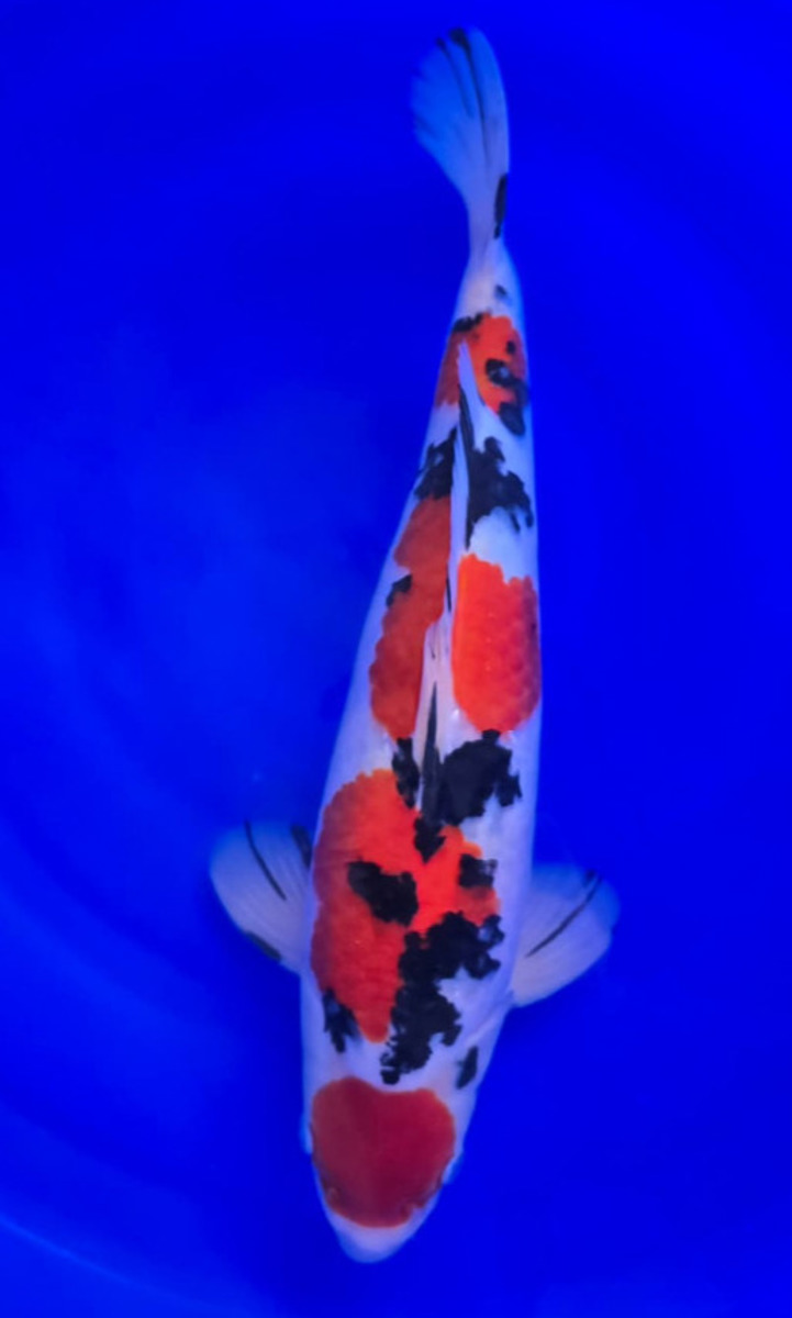 Koi picture