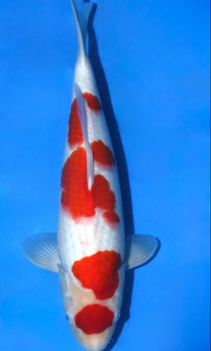 Koi picture
