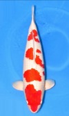 Koi
