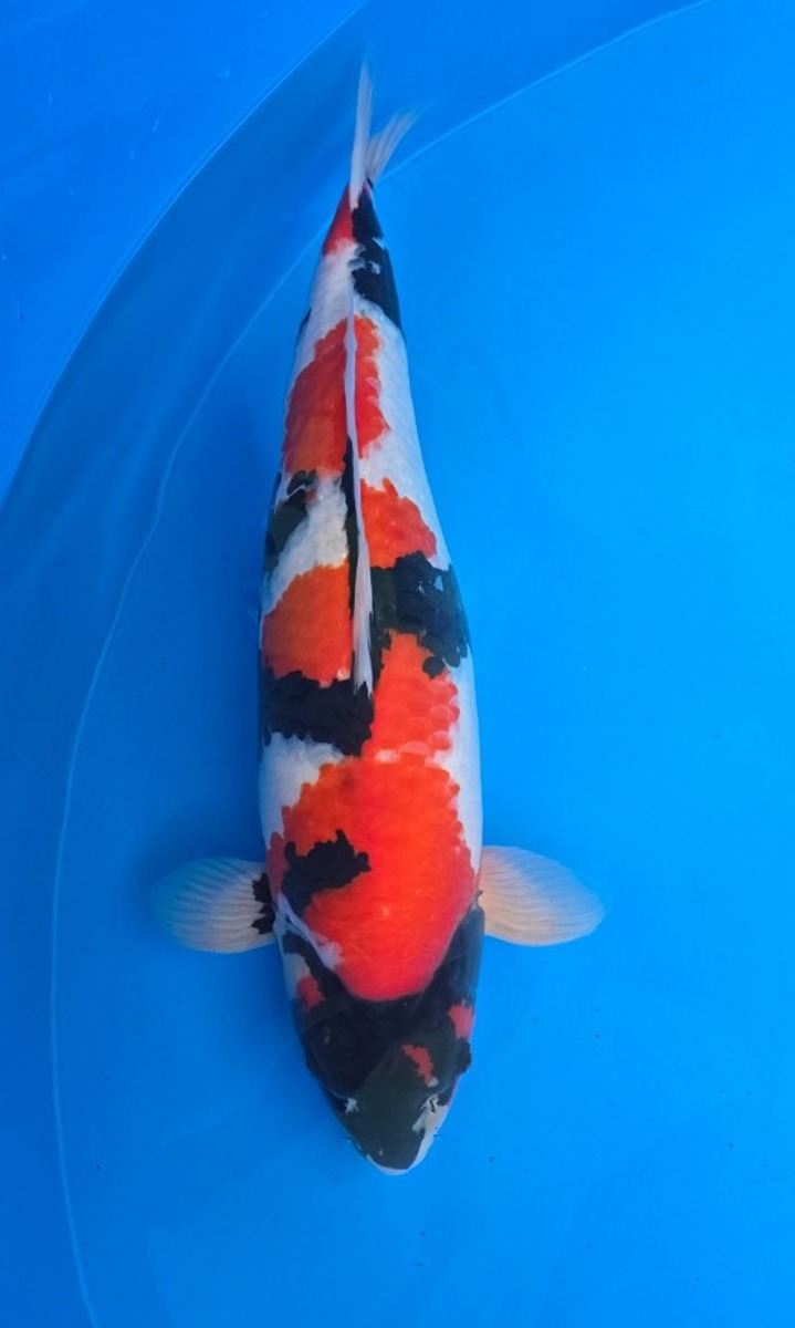 Koi picture
