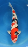 Koi
