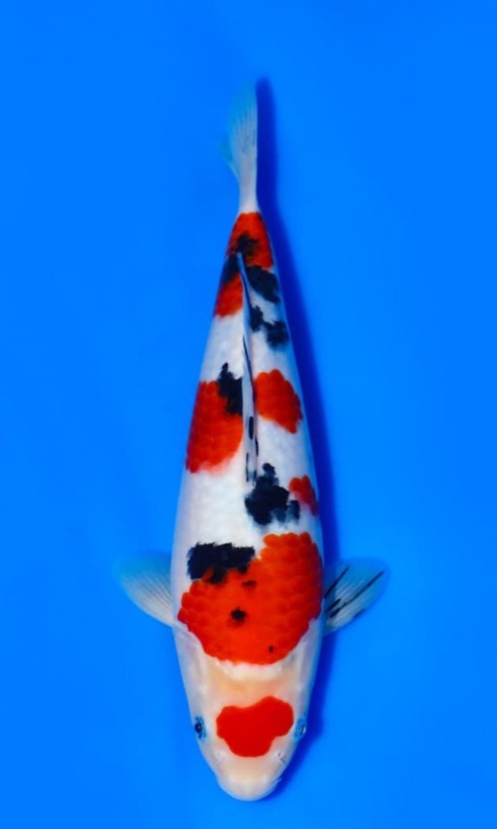 Koi picture