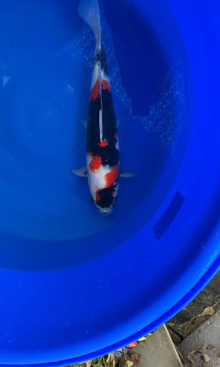Koi picture