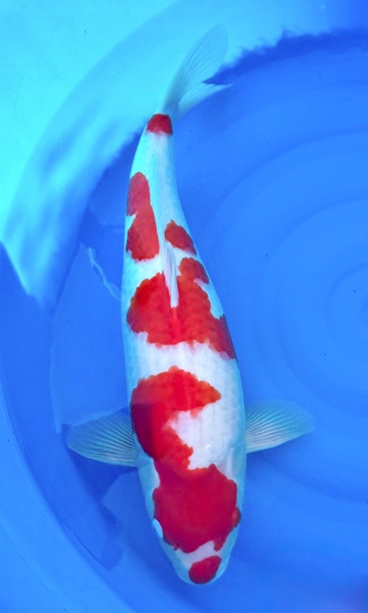 Koi picture