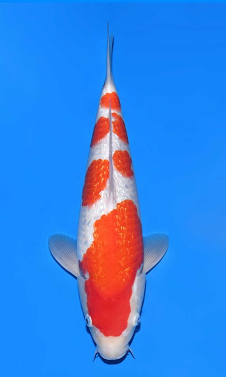 Koi picture