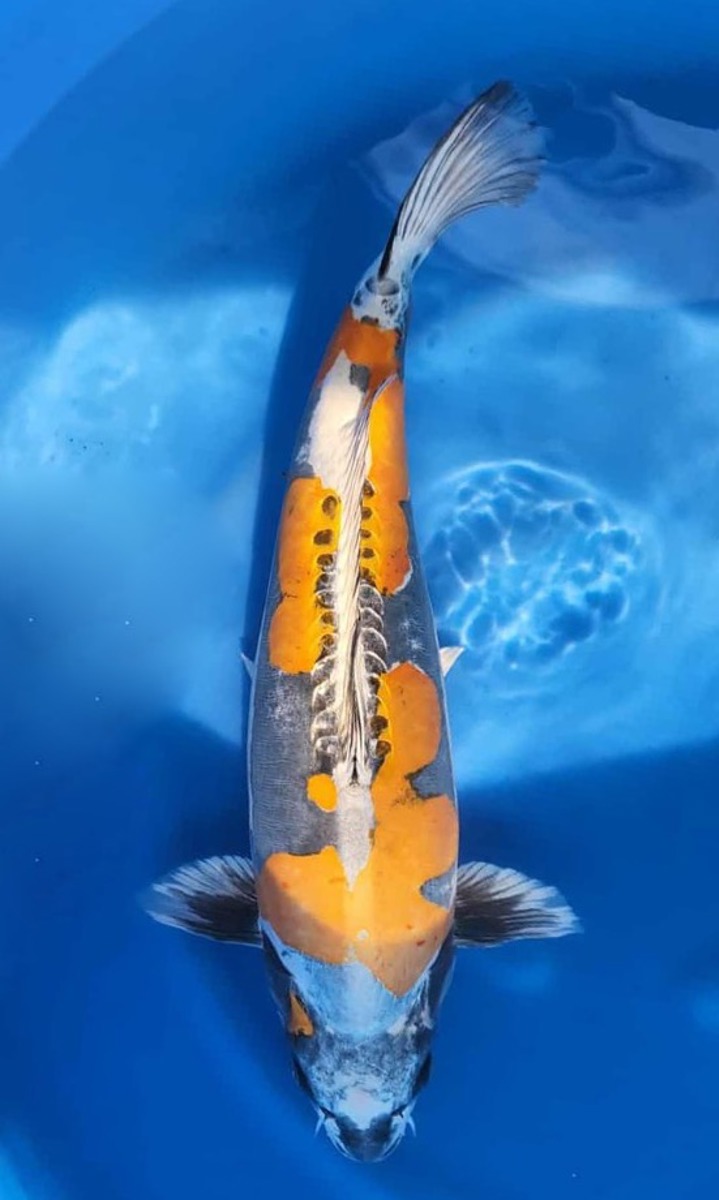 Koi picture