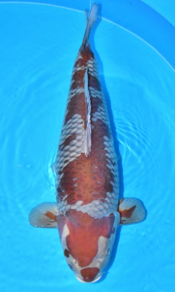Koi picture