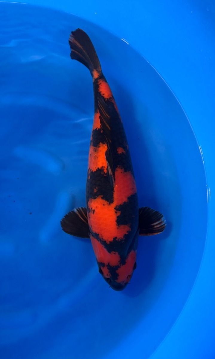 Koi picture