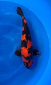 Koi