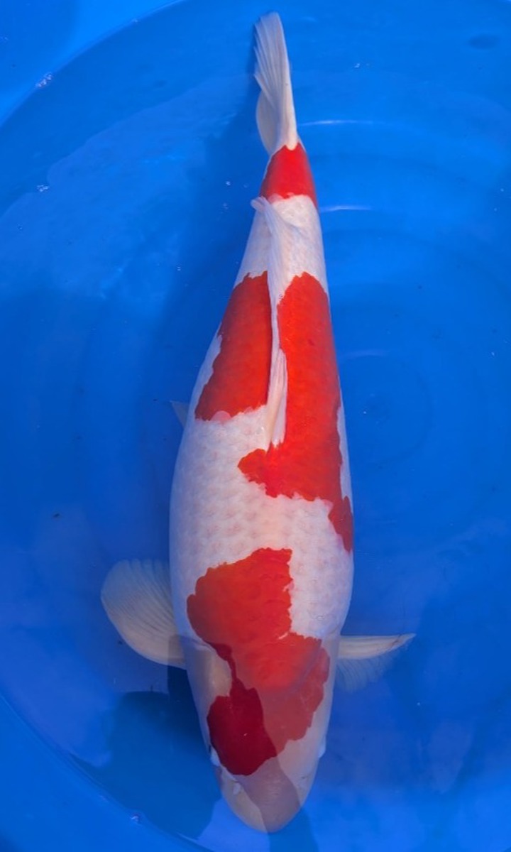 Koi picture