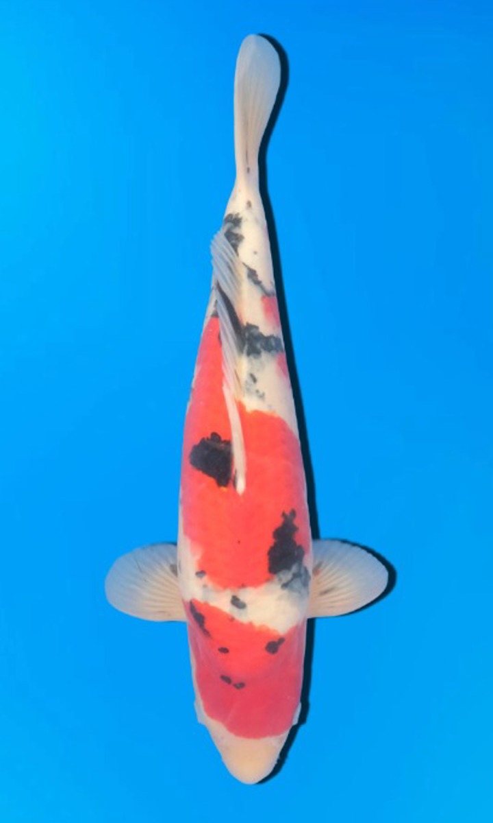 Koi picture