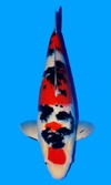 Koi