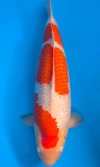 Koi