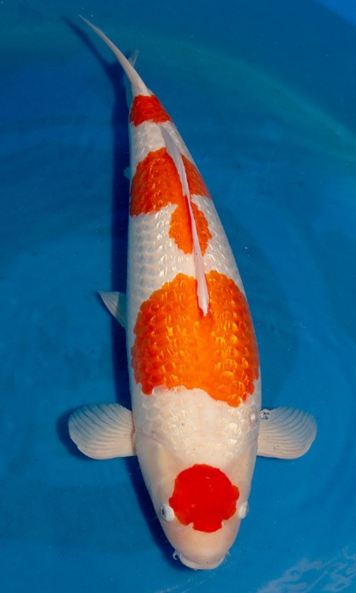 Koi picture