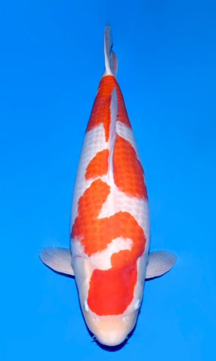 Koi picture