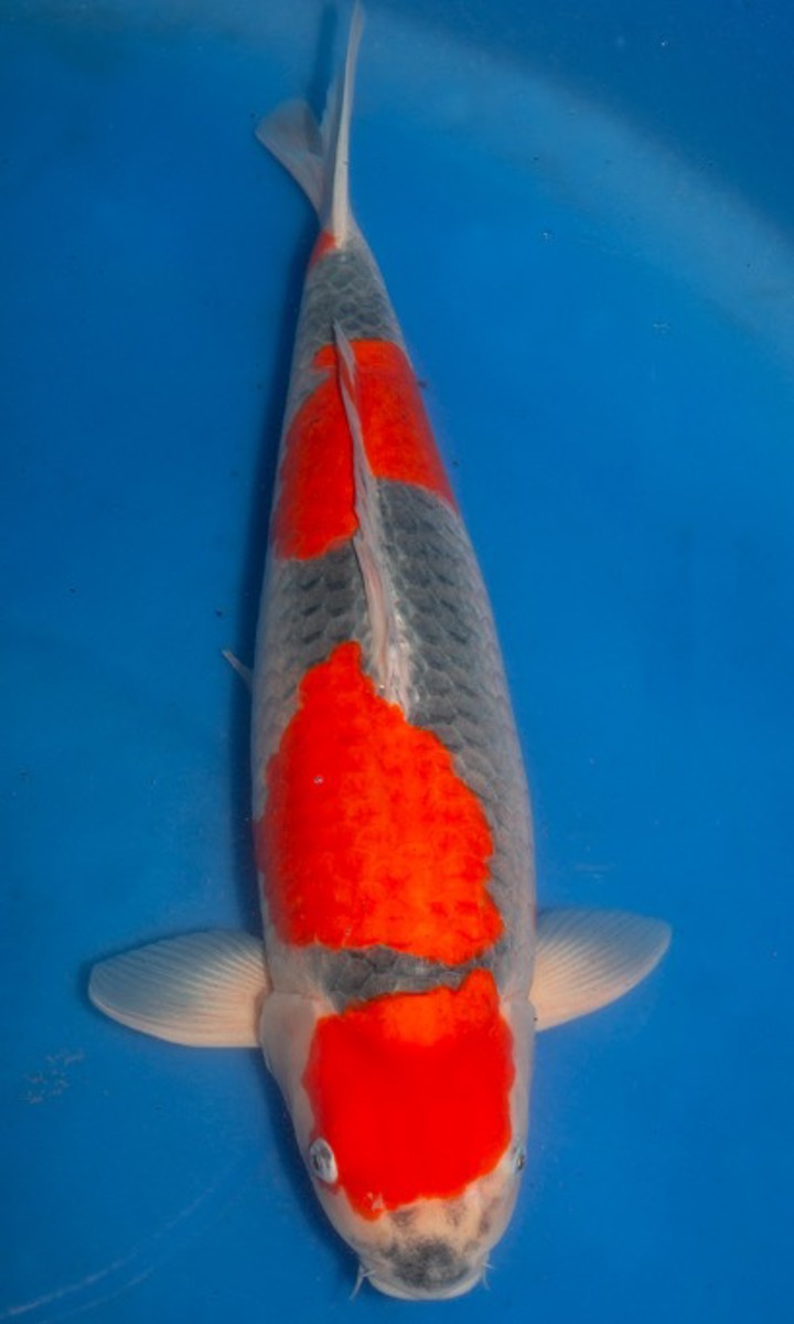 Koi picture