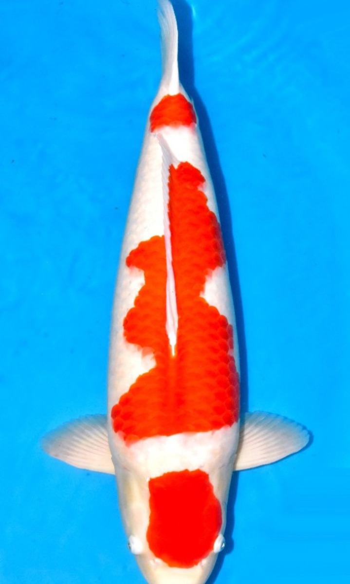 Koi picture