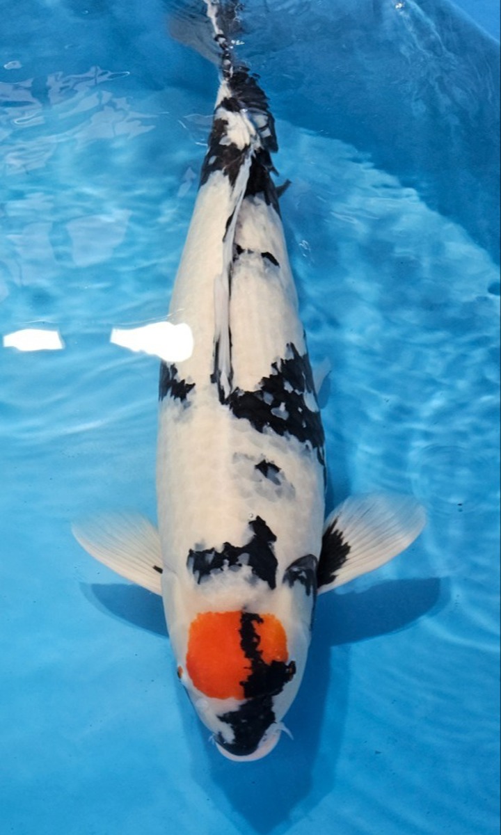 Koi picture